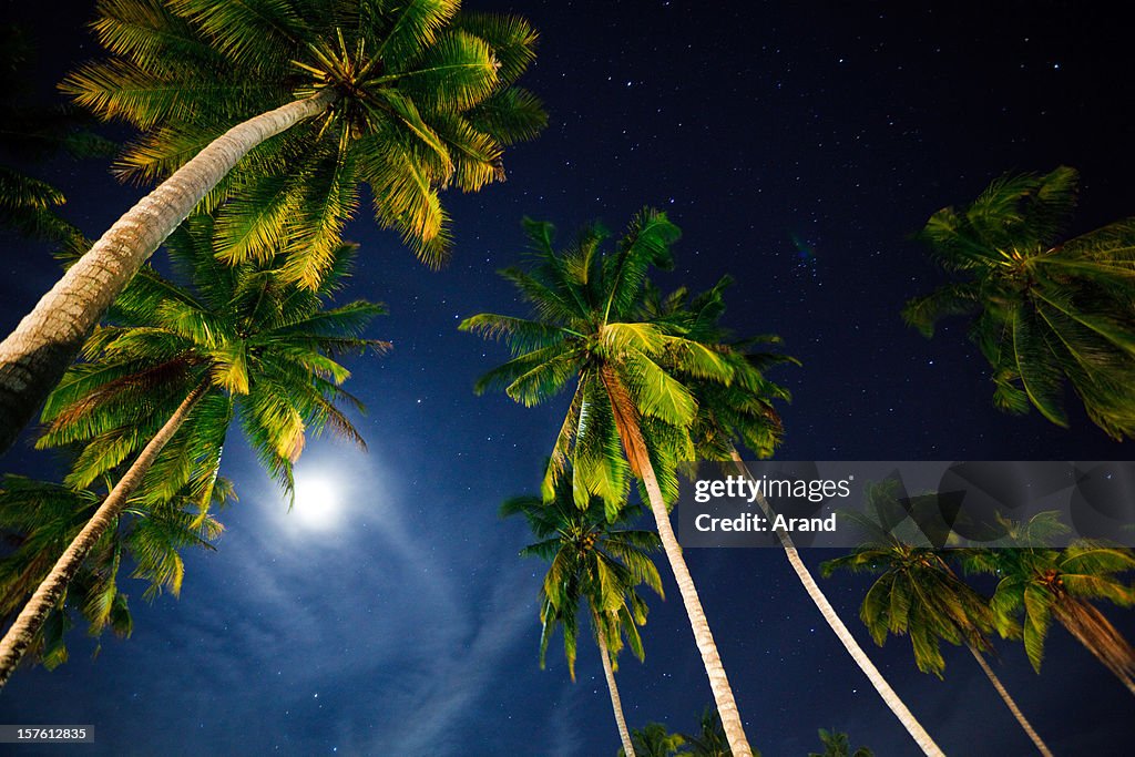 Stars and moon over palm trees