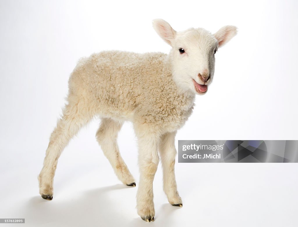 Lamb looking at the camera on a white background