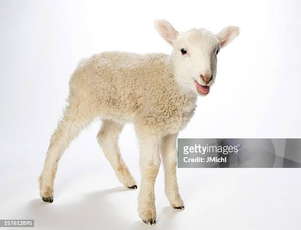 lamb looking at the camera on a white background - lammetje stockfoto's en -beelden