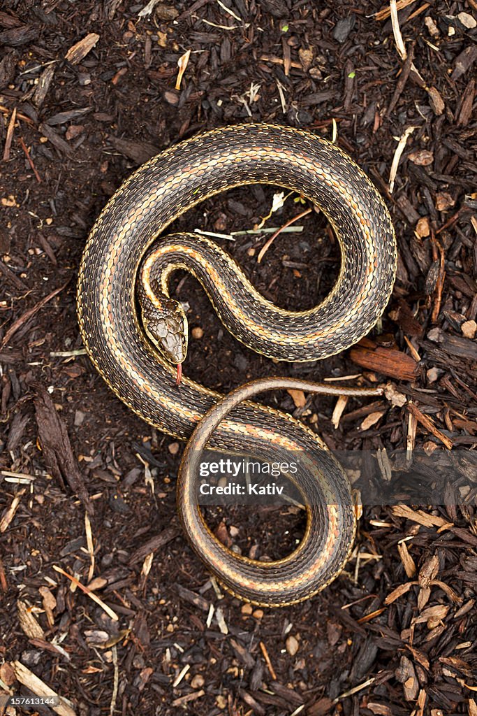 Serpiente de jarretera en formato "S"