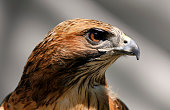 Close-up of a Red Tailed Hawk Buteo Jamaicensis