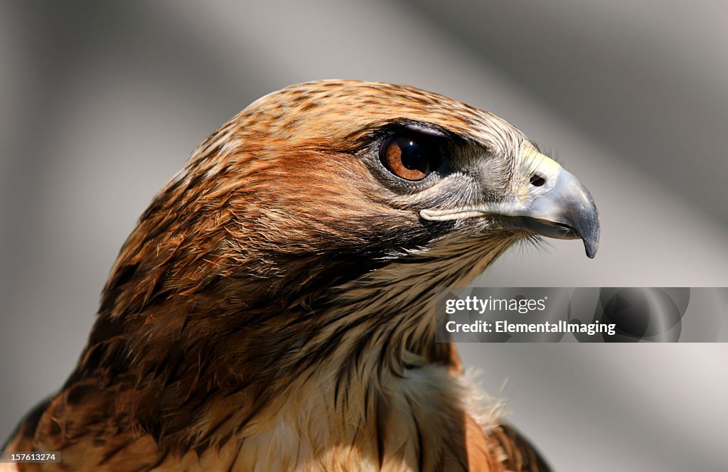 Close-up of a Red Tailed Hawk Buteo Jamaicensis