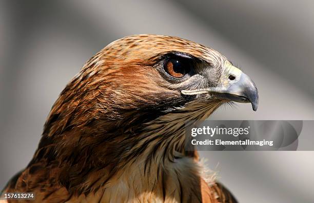 close-up of a red tailed hawk buteo jamaicensis - bird portraits stock pictures, royalty-free photos & images