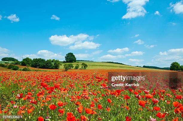 poppy champ paysage de l'agriculture - coquelicot photos et images de collection