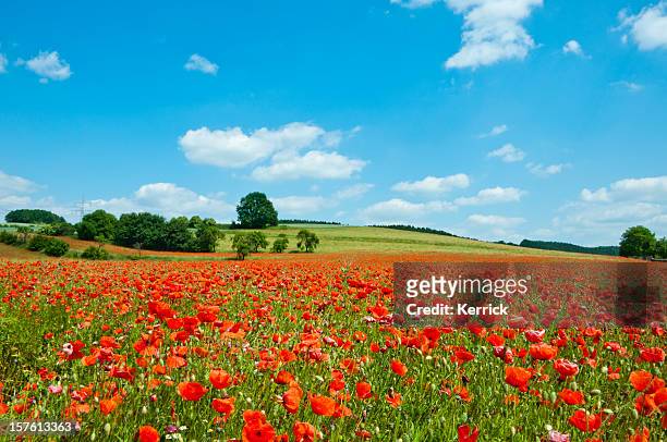 poppy field - agriculture landscape - papaverveld stockfoto's en -beelden