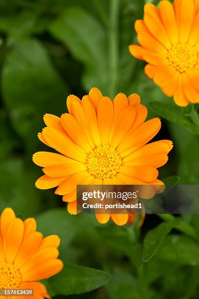 marigold - calendula stockfoto's en -beelden