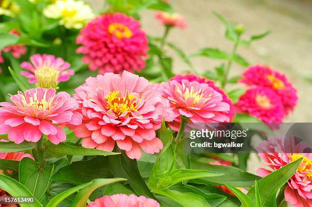 zinnia garden - annuals stock pictures, royalty-free photos & images