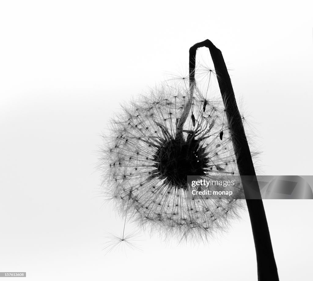 Withered dandelion in seed - black and white