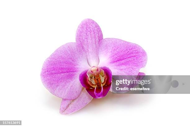 beautiful orchid - honeysuckle stock pictures, royalty-free photos & images