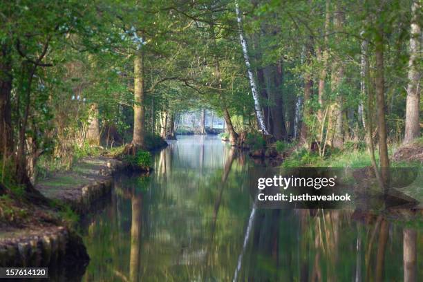 rivulet in spreewald - alder tree stock pictures, royalty-free photos & images