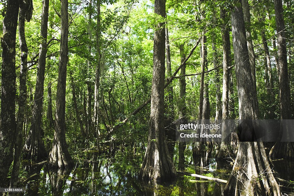 Místico Everglades