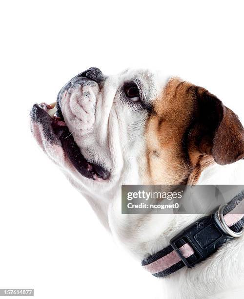 cute dog - english stock pictures, royalty-free photos & images