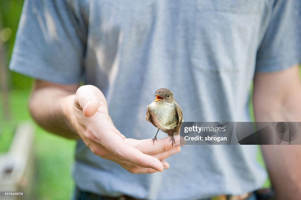 Bird in a mans hand