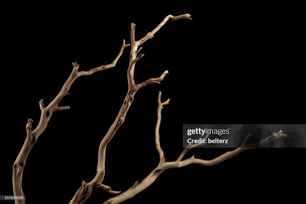 Branch