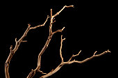 A bare brown branch, silhouetted on a black background 