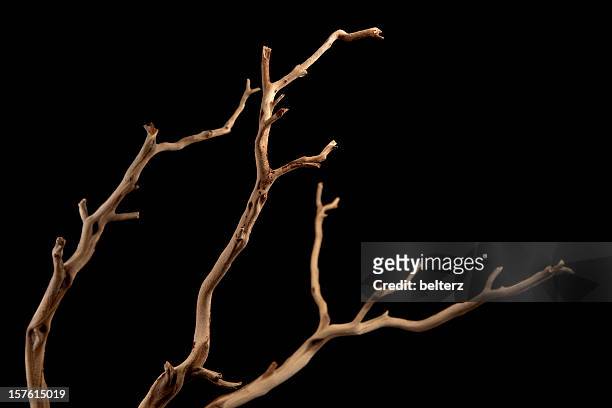 a bare brown branch, silhouetted on a black background  - twig stock pictures, royalty-free photos & images