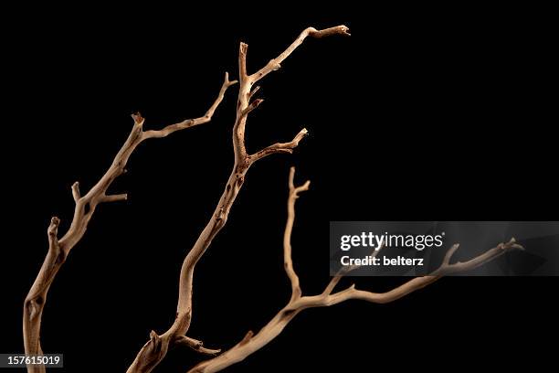 a bare brown branch, silhouetted on a black background  - tree branch stock pictures, royalty-free photos & images