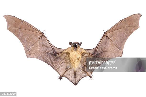 beats - bat animal 個照片及圖片檔