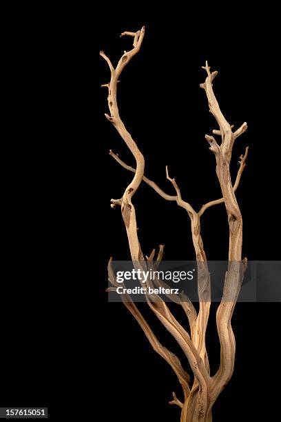 wavy branches with no leaves isolated on a black background - drijfhout stockfoto's en -beelden