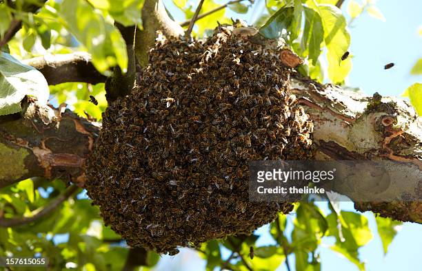 sciame di api su un albero - swarm of insects foto e immagini stock