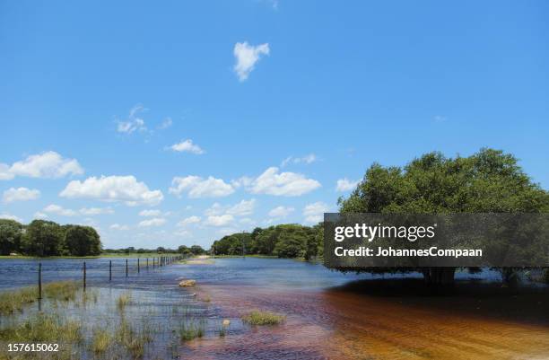 pantanal-feuchtgebiet, brasilien - pantanal feuchtgebiet stock-fotos und bilder