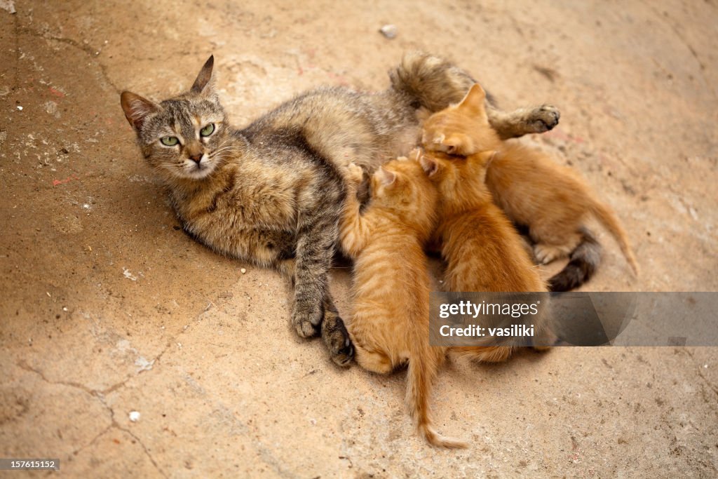 Gatinhos Gato em período de amamentação
