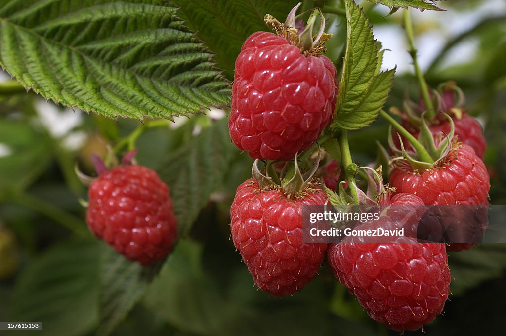 Close-up of Ripening orgánicos Raspberries en la vid