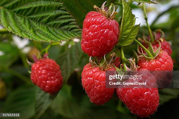 gros plan de framboises bio en pleine maturité sur la vigne - framboises photos et images de collection