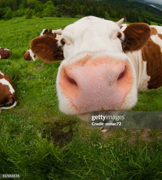 bizarre calf - funny cow stock pictures, royalty-free photos & images