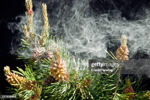 pine pollen ... allergies! - pollen stock pictures, royalty-free photos & images