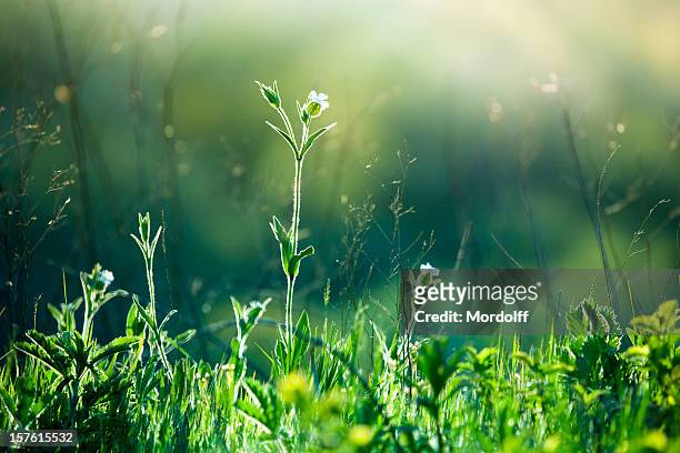 prato di erba e fiori selvatici all'alba - prateria campo foto e immagini stock