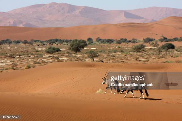 orice antilopi nel deserto - acacia erioloba foto e immagini stock