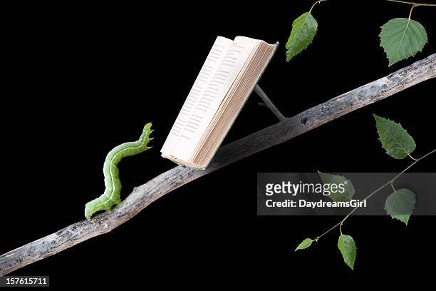 bookworm reading book - worm stock pictures, royalty-free photos & images