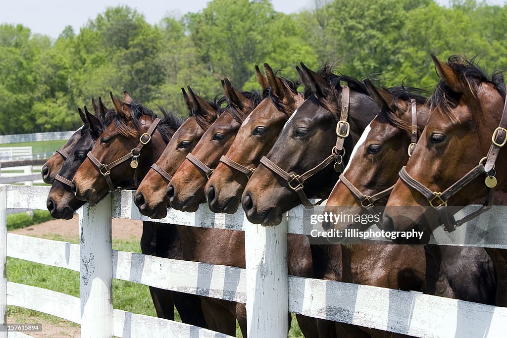 Thoroughbred Horses on Farm