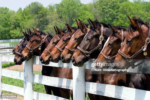 thoroughbred horses on farm - group of animals stock pictures, royalty-free photos & images