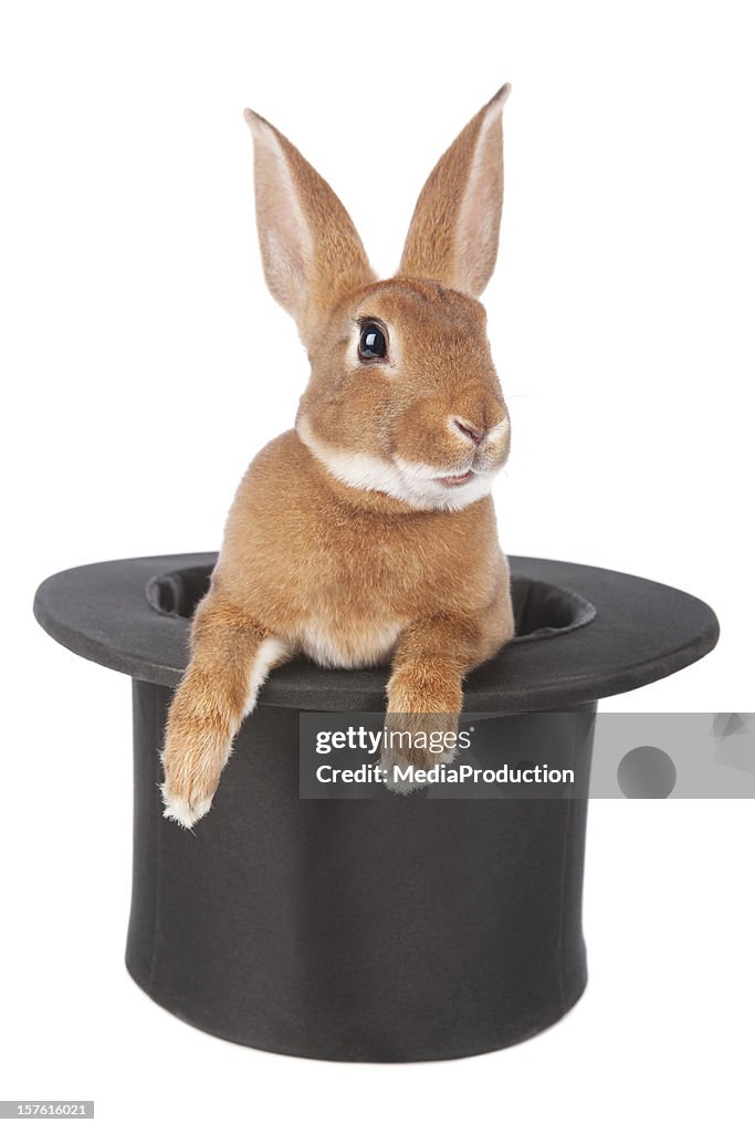 Rabbit