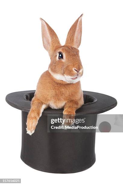 Rabbit, 照片檔