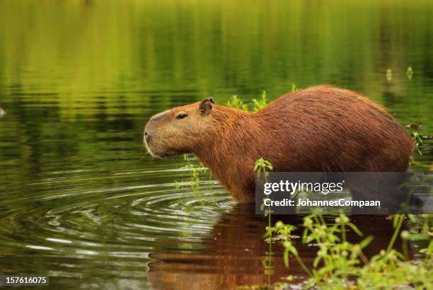 capibara, pantano de pantanal, brasil - cultura sudamericana fotografías e imágenes de stock