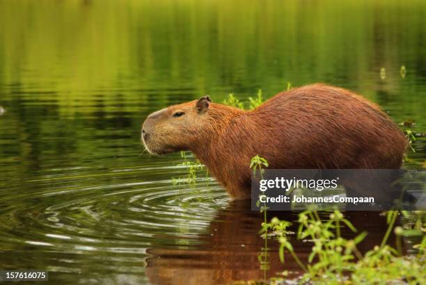 capybara, pantanal wetlands, brazil - pantanal stockfoto's en -beelden