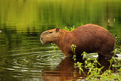 Capybara, Pantanal wetlands, Brazil