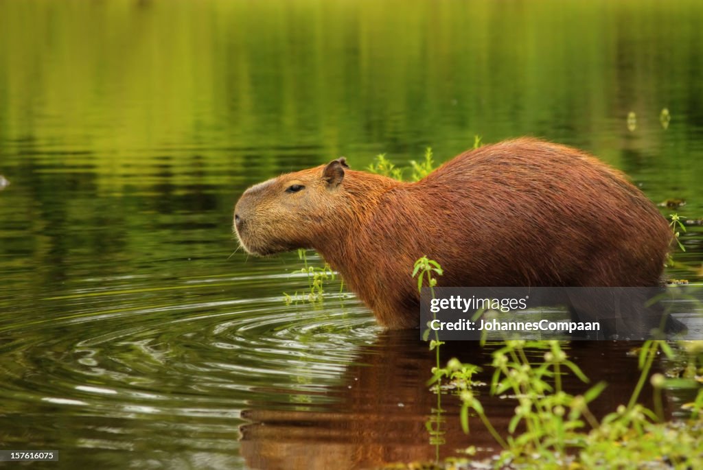 Capybara, Pantanal wetlands, Brazil
