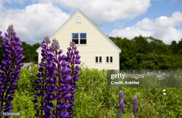 country living, lupines in front - hill country stock pictures, royalty-free photos & images