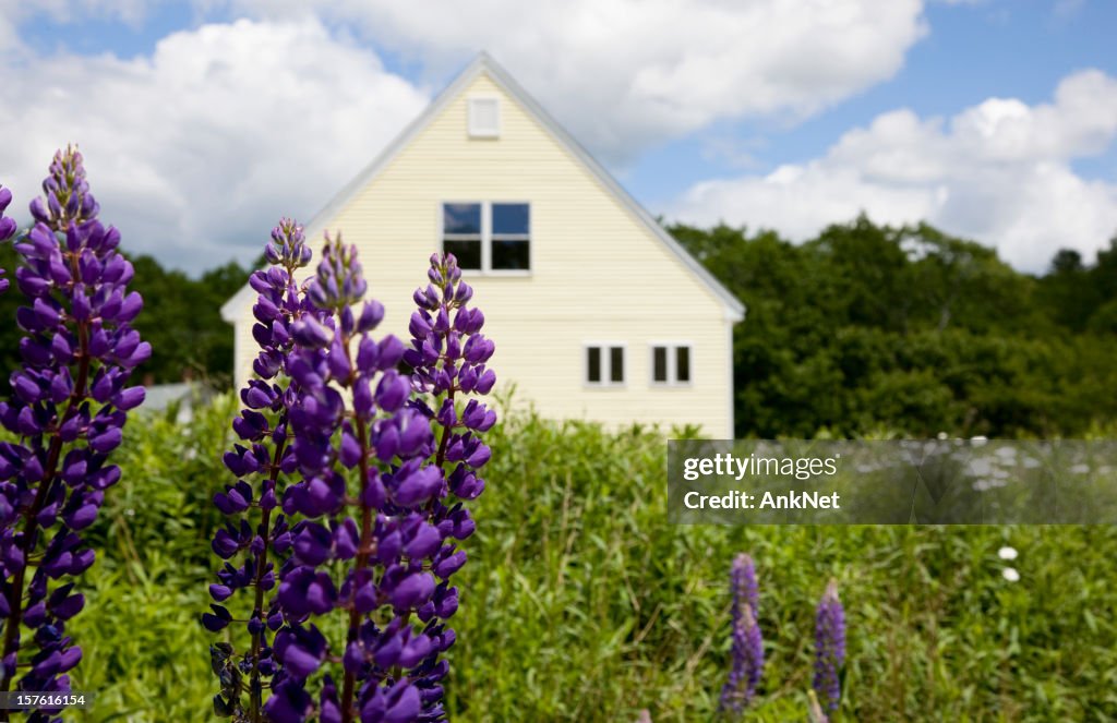 Country living, lupines in front
