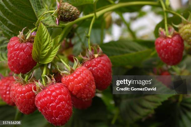 nahaufnahme von ripening himbeeren auf der vine - himbeerpflanze stock-fotos und bilder