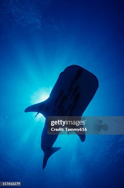 whale shark silo - walvishaai stockfoto's en -beelden