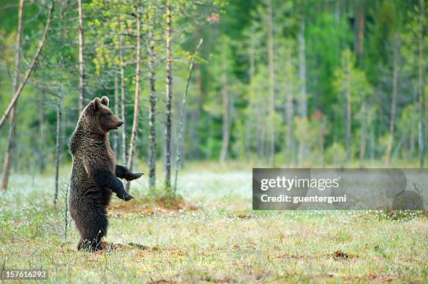 young brown bear standing in a swamp, wildlife-shot - bear standing stock pictures, royalty-free photos & images