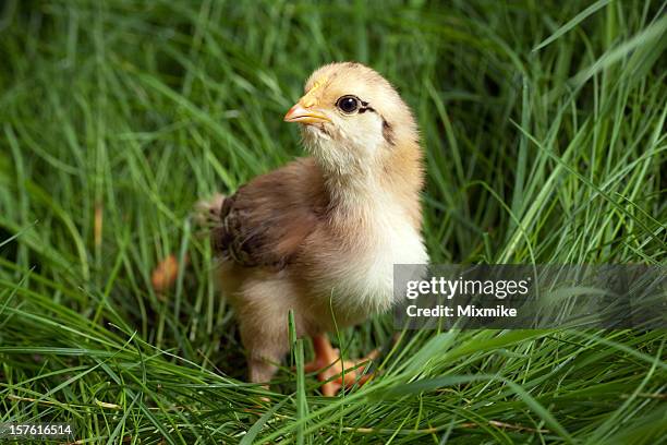 chicken warrior - scared chicken stock pictures, royalty-free photos & images