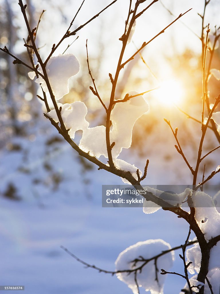 Warm winter sun