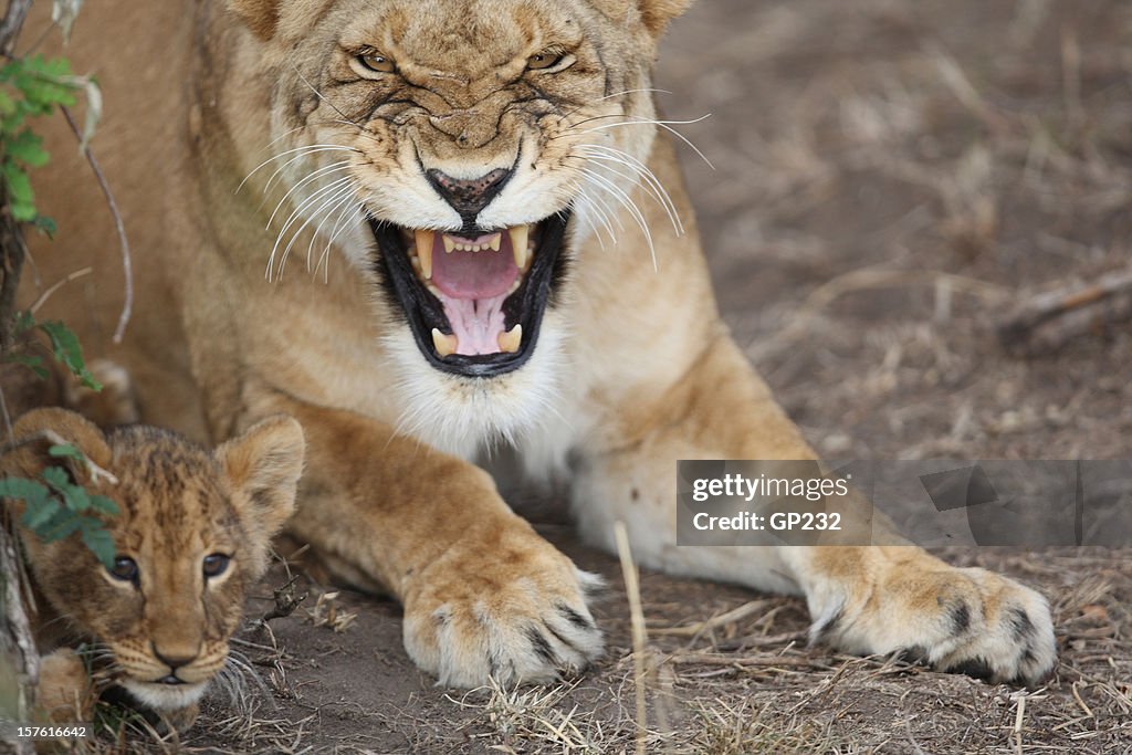 Protective Lioness mother