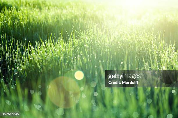 green grass at sunrise - morning dew stockfoto's en -beelden